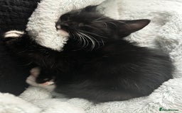 Turkish Van cats for sale: Kittens Turkish Van  - Image 7