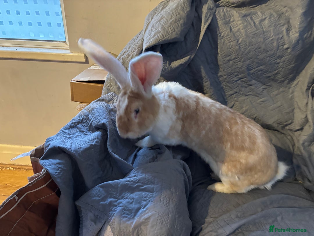 Continental Giant rabbits for sale: Max continental giant rabbit - Advert 1