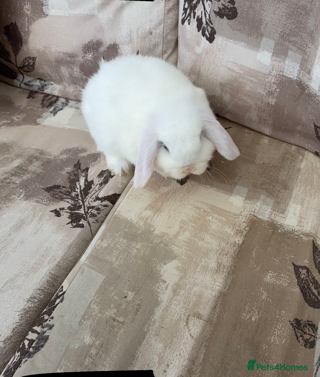 Mini Lop rabbits for sale: Mini lops for sale - Advert 3