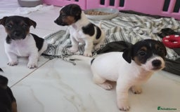 Jack Russell dogs for sale: Jack Russell pups - Image 22