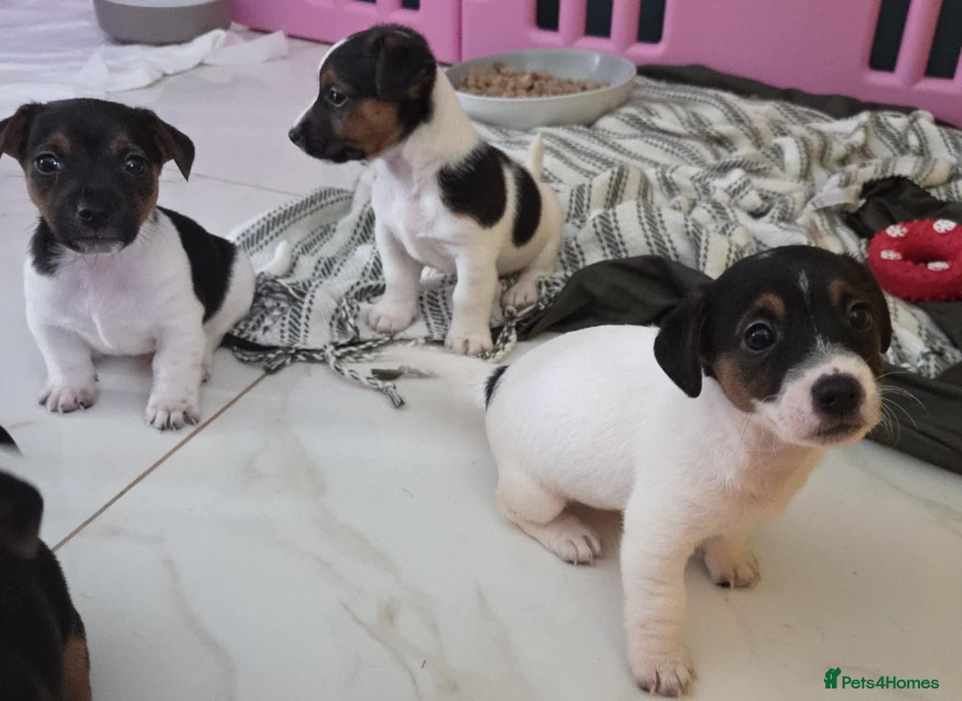 Jack Russell dogs for sale: Jack Russell pups - Image 22