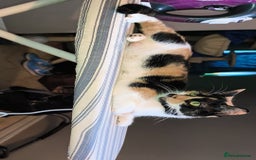 Mixed Breed cats for sale: 4 beautiful kittens - Image 11