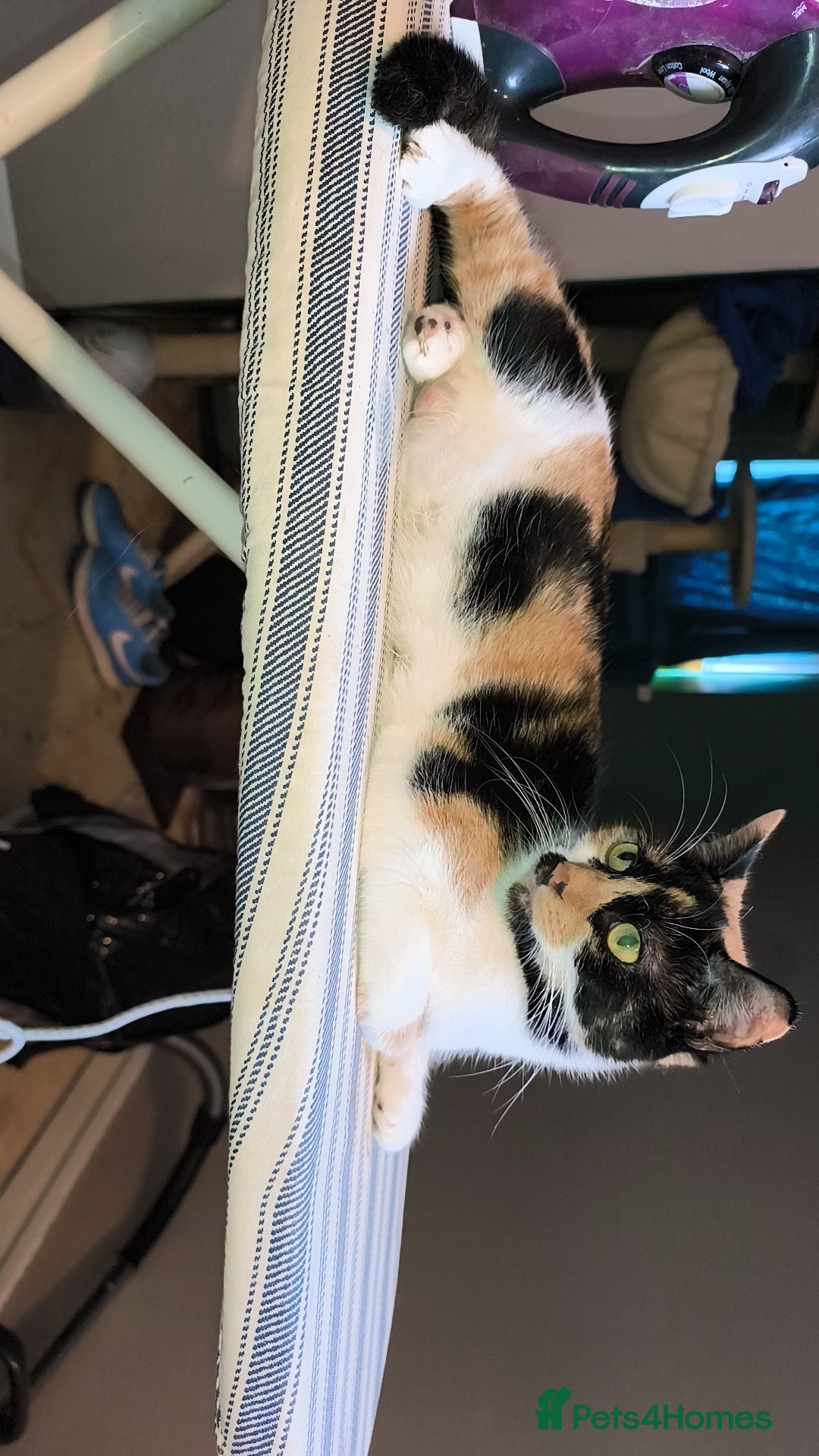 Mixed Breed cats for sale: 4 beautiful kittens - Image 11