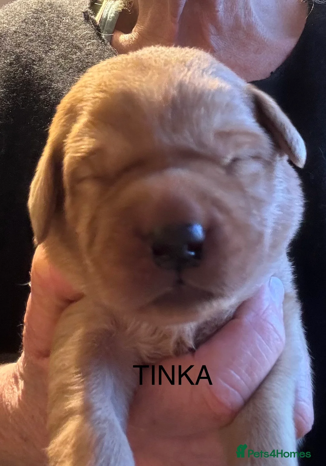 Labrador Retriever dogs for sale: 5* KC Reg Fully Health Tested Fox Red Labradors - Advert 2