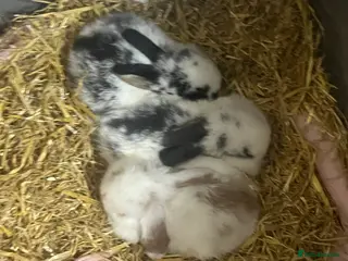 Mini Lop rabbits Mini lop baby bunnysfor sale - Advert 14