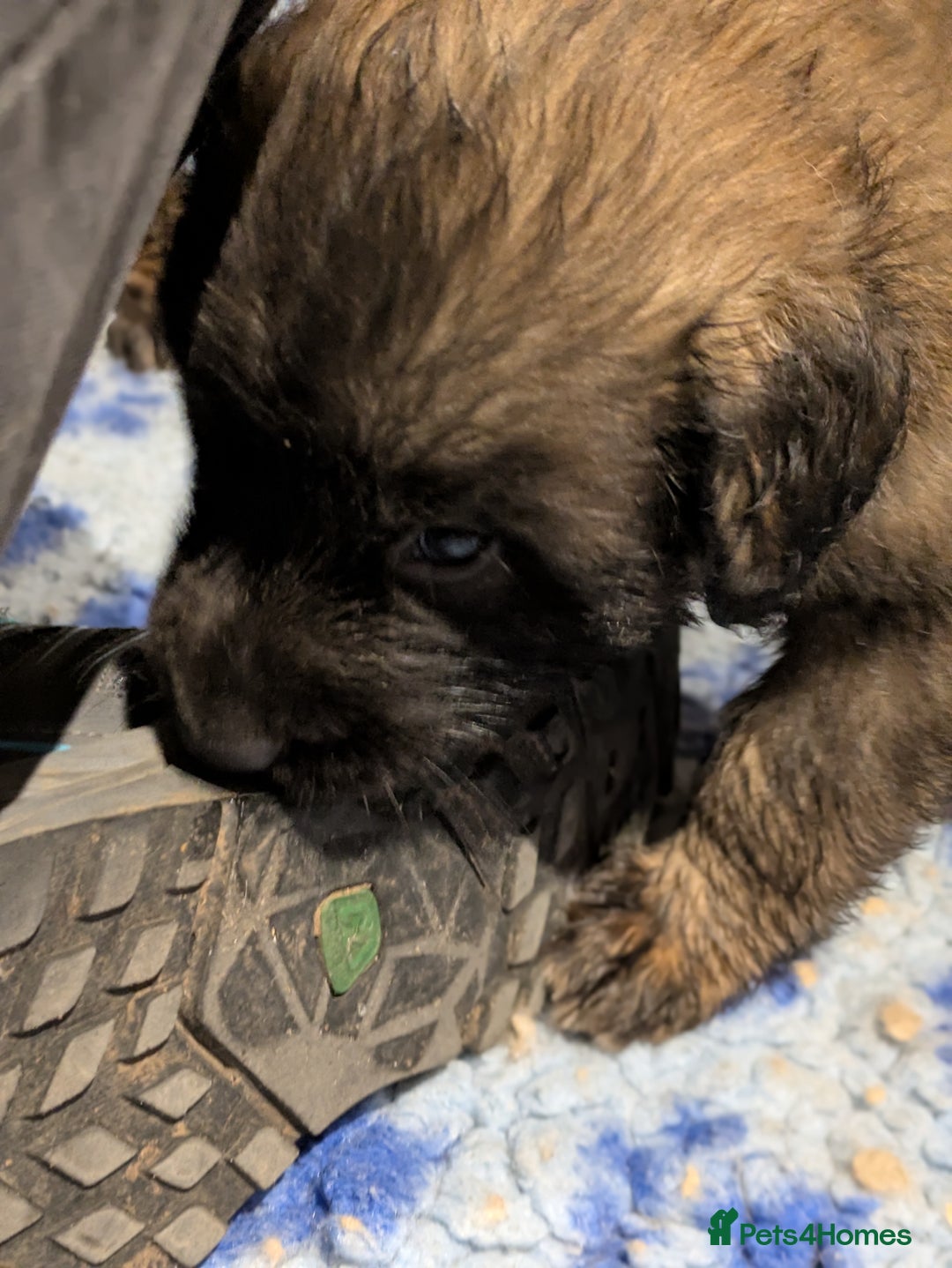 Leonberger dogs for sale: Leonberger boys available  - Advert 4