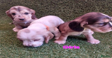 Cocker Spaniel dogs - Advert 6