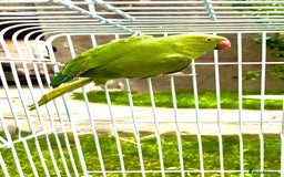Ringnecks birds for sale: birds - Image 2