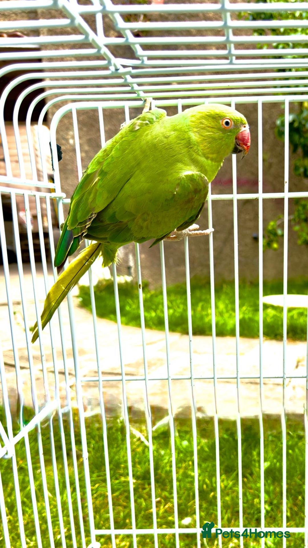 Ringnecks birds for sale: birds - Image 2