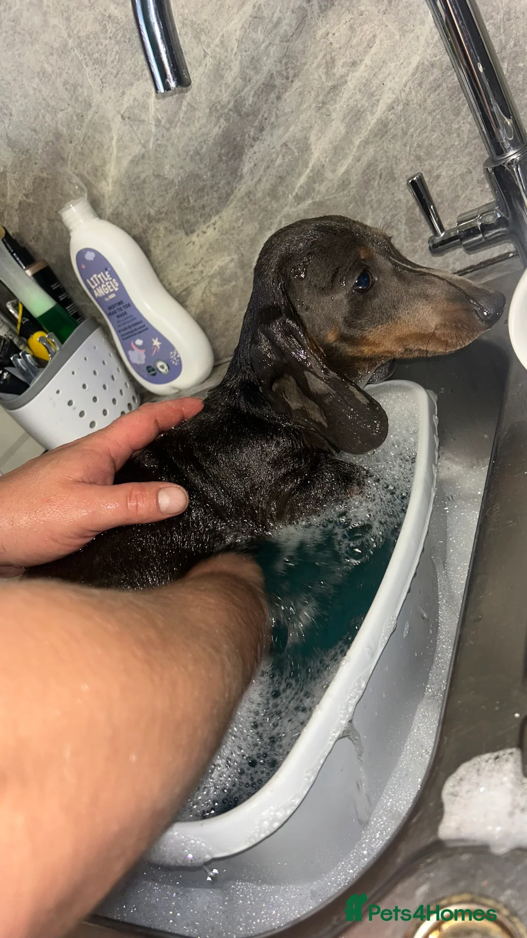 Miniature Dachshund dogs for sale: Blue&tan miniature dauchsund - Advert 4