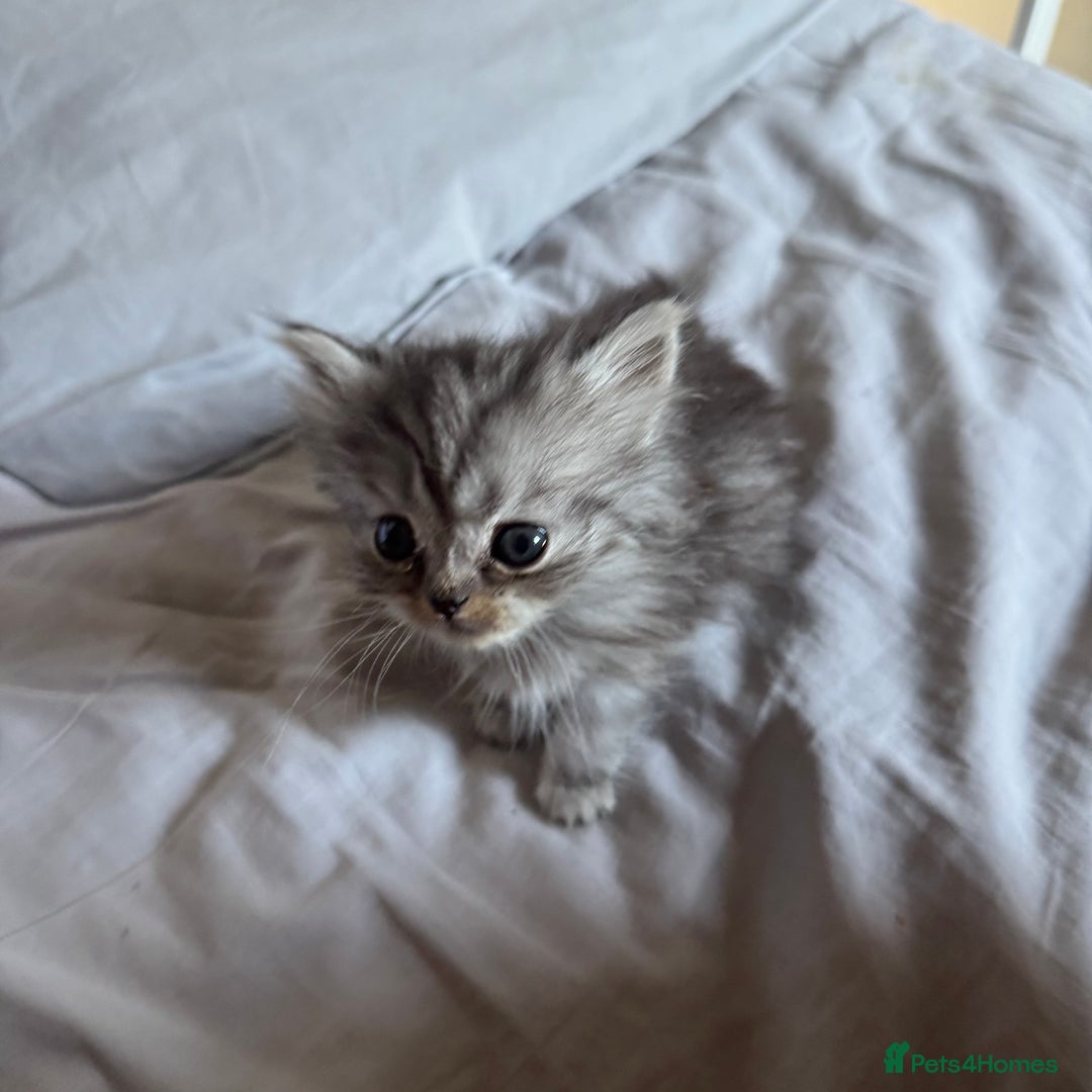 Persian cats for sale: Persian Litter of 4 for new loving home! - Advert 14