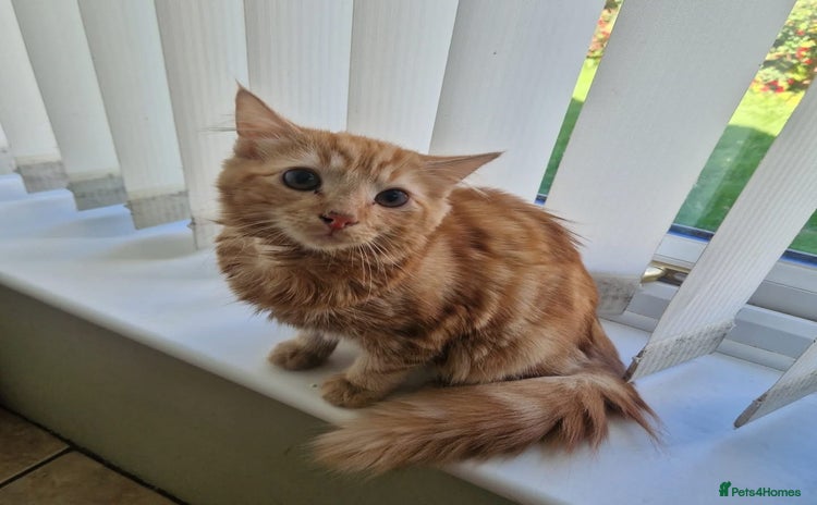 Domestic Shorthair cats - Advert 4