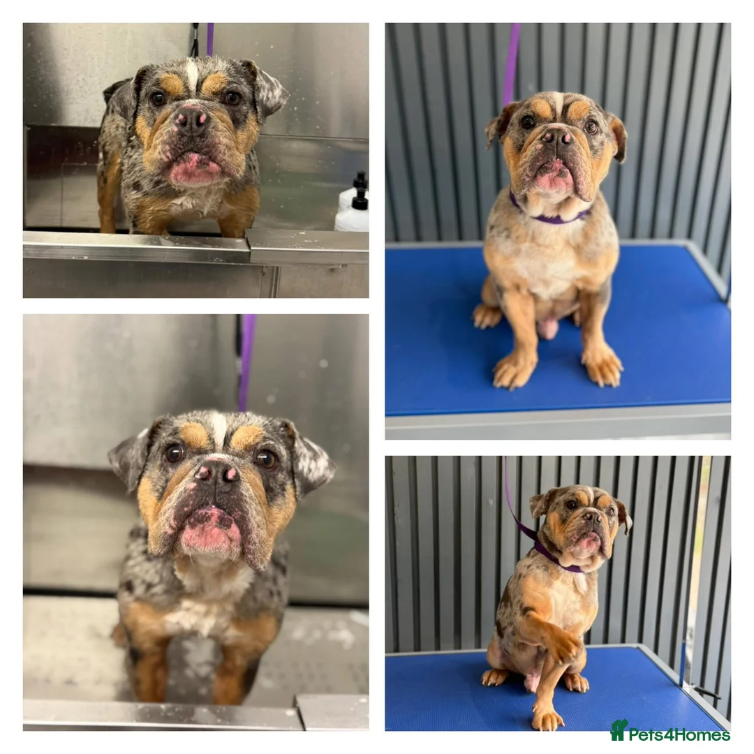 English Bulldog dogs for sale: English Bulldog FRANK - Advert 2