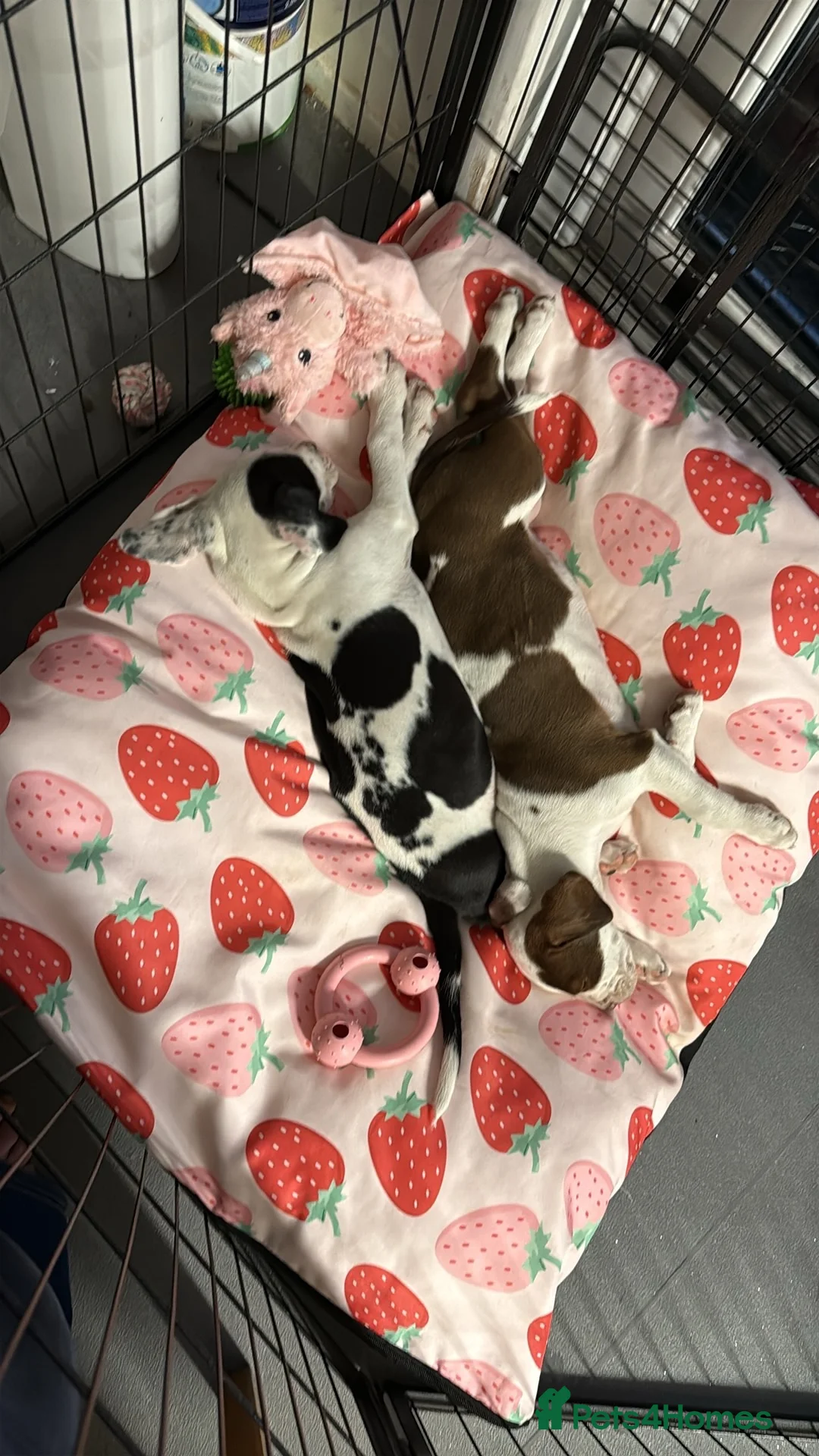 Mixed Breed dogs for sale: Last 1 beautiful girl  bully cocker spaniel 💖 - Advert 2