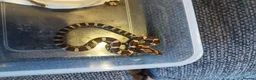Corn Snake reptiles for sale: Cb 2025 cornsnake hatchlings  - Advert 9
