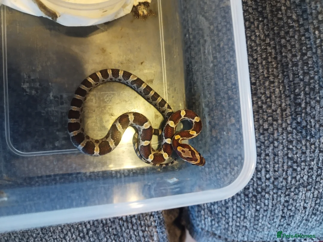 Corn Snake reptiles for sale: Cb 2025 cornsnake hatchlings  - Advert 9