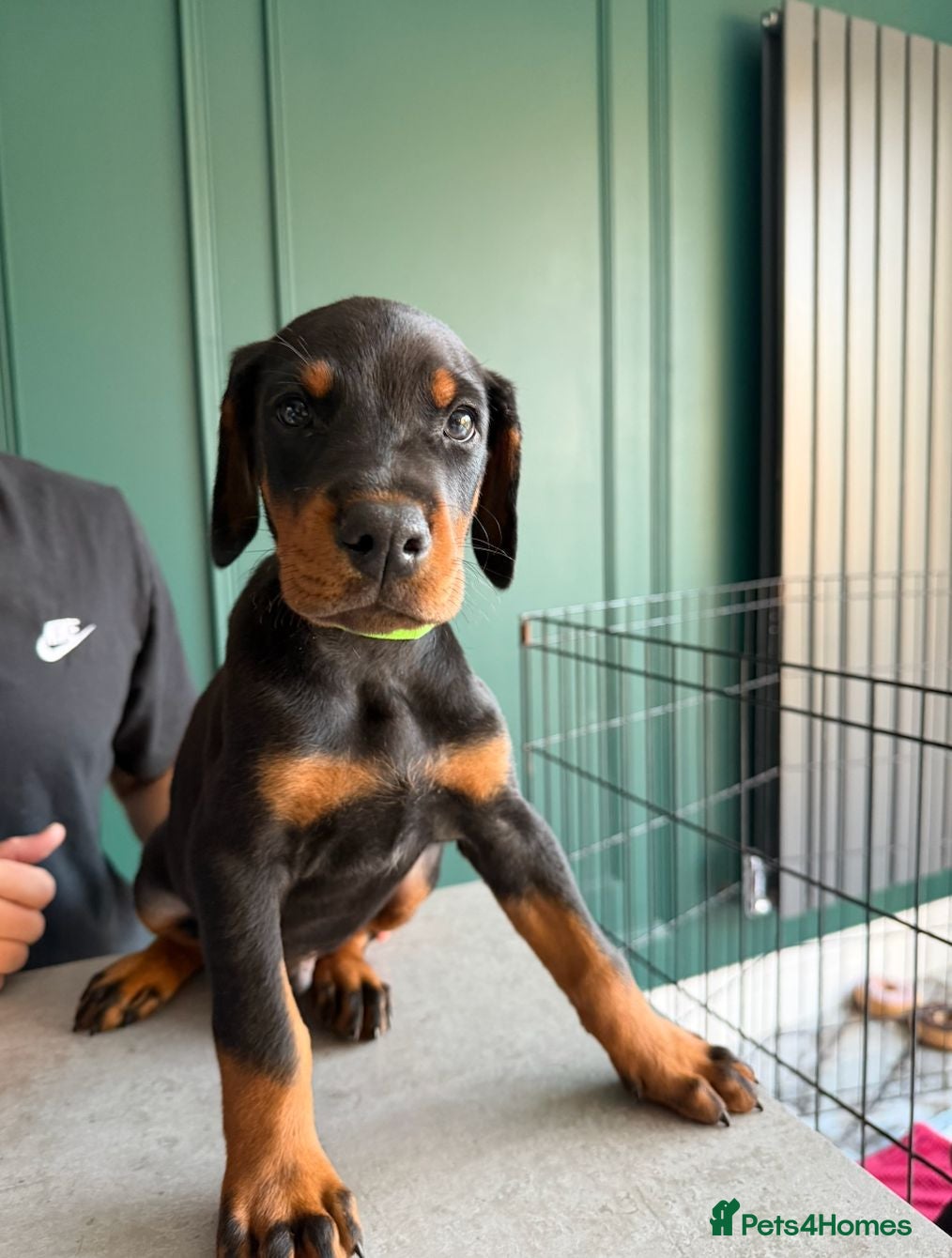 Dobermann dogs 1 BOY LEFT - STUNNING DOBERMAN PUPPIES FOR SALE - Advert 2
