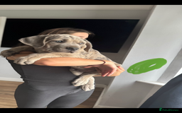 Mixed Breed dogs for sale: TRI MERLE CANE CORSO PUPPIES FOR SALE - Image 29
