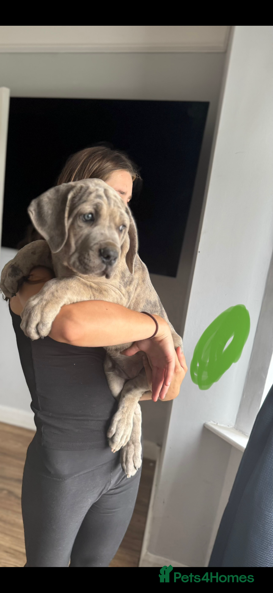 Mixed Breed dogs for sale: TRI MERLE CANE CORSO PUPPIES FOR SALE - Image 29