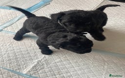 Mixed Breed dogs for sale: 3/4 patterdale 1/4 staffy x cavapoo pups - Image 16
