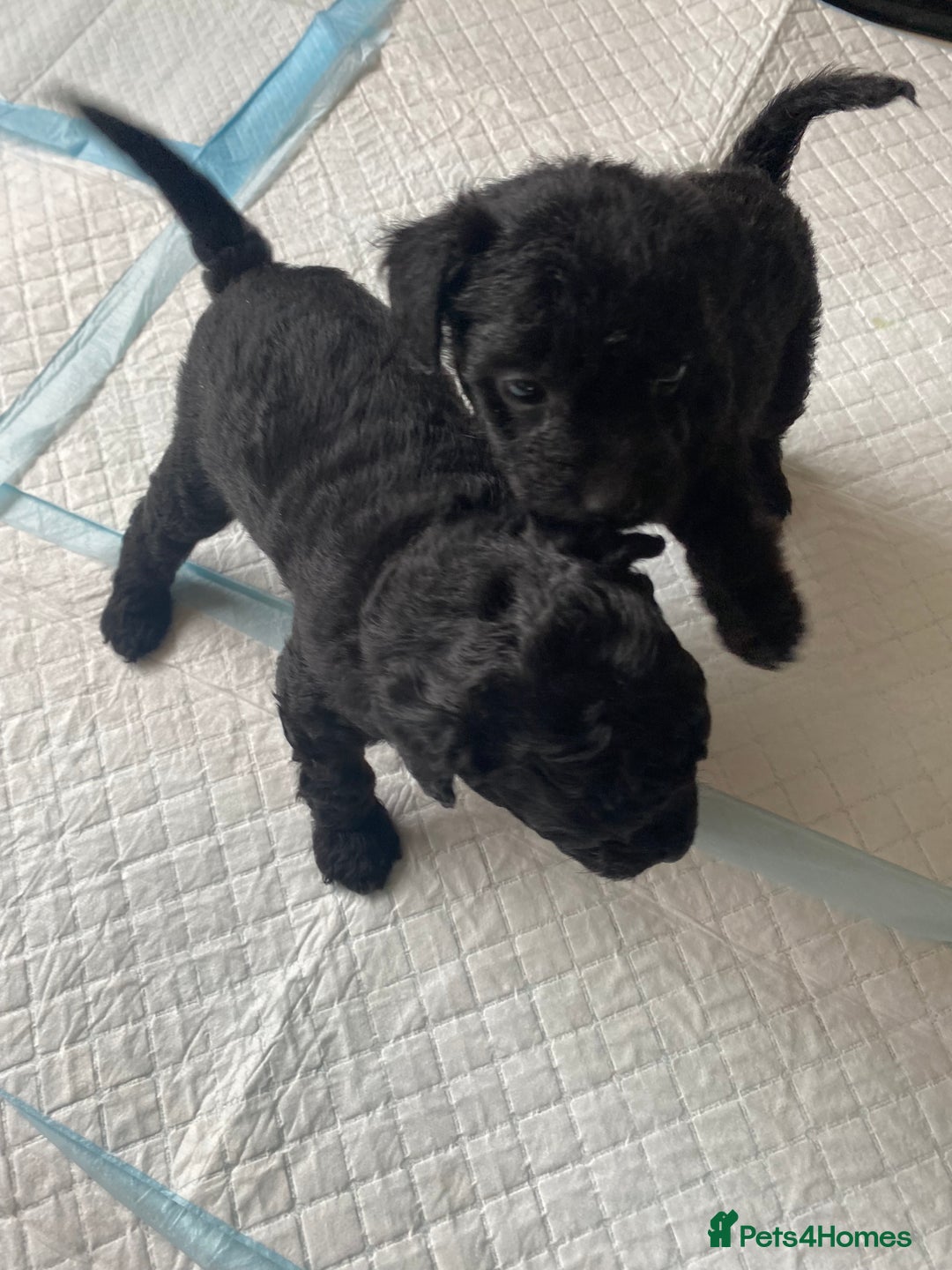 Mixed Breed dogs for sale: 3/4 patterdale 1/4 staffy x cavapoo pups - Image 16