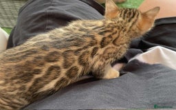 Bengal cats for sale: Bengal boy ready for reservation  - Image 2