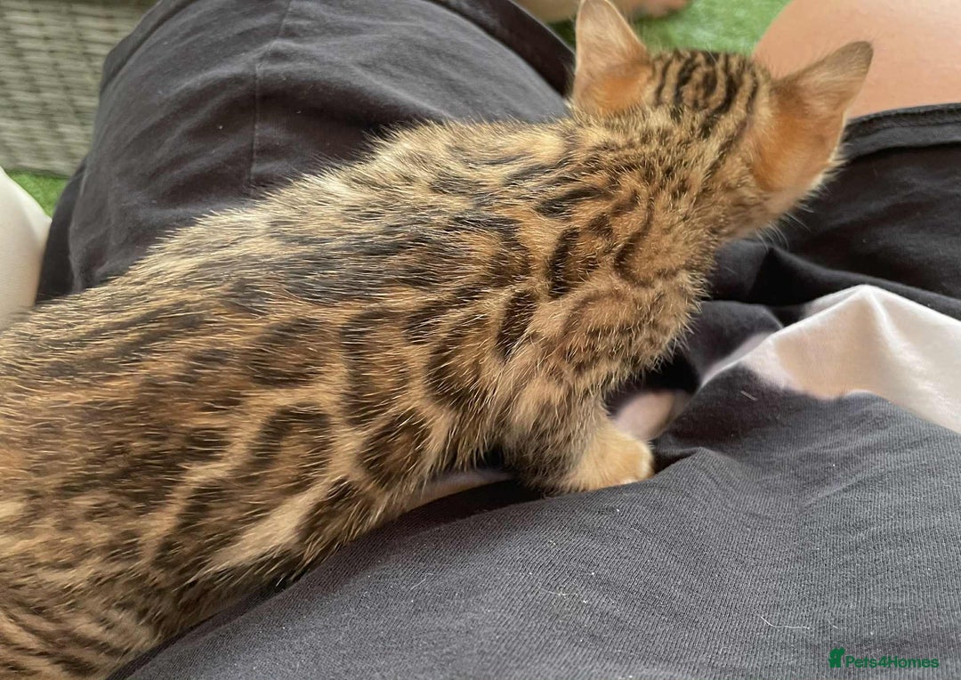 Bengal cats for sale: Bengal boy ready for reservation  - Image 2