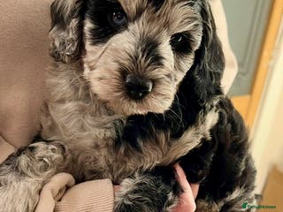 Labradoodle dogs F1B Mini Labradoodle, LAST 1 Health tested parents - Advert 2