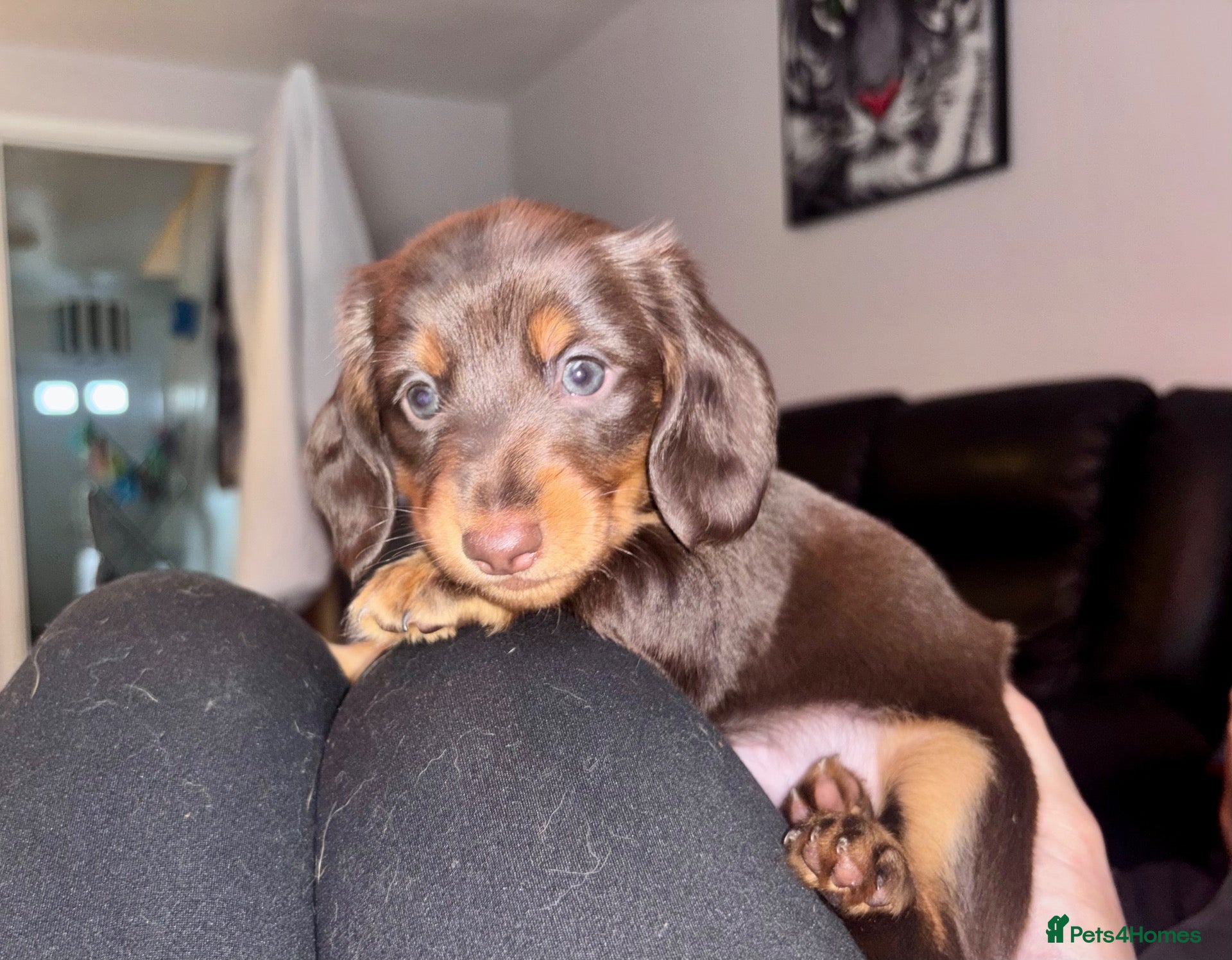 Miniature Dachshund dogs Miniature dachshund puppies - Advert 7