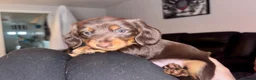 Miniature Dachshund dogs for sale: Miniature dachshund puppies - Advert 4