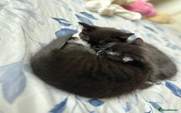 Domestic Shorthair cats for sale: ✨ Black & White Kittens Ready for Their New Home ✨ - Image 9
