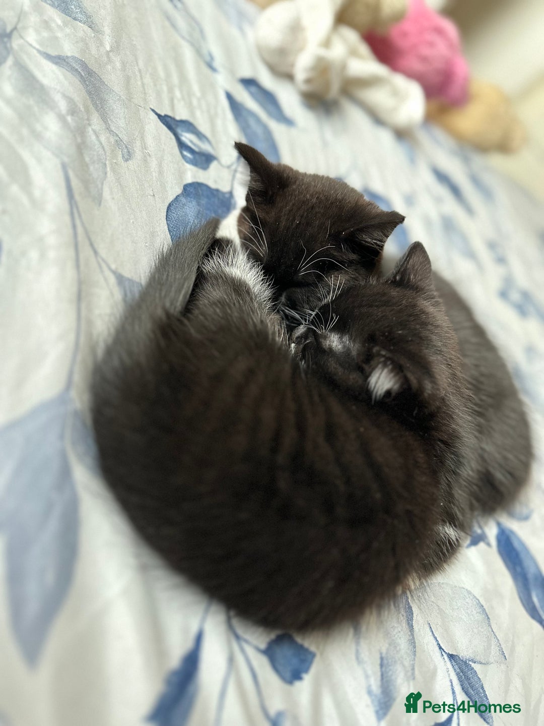 Domestic Shorthair cats for sale: ✨ Black & White Kittens Ready for Their New Home ✨ - Image 9