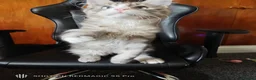 Maine Coon cats for sale: Maine coon Blue eyes + Long Hair - Advert 11