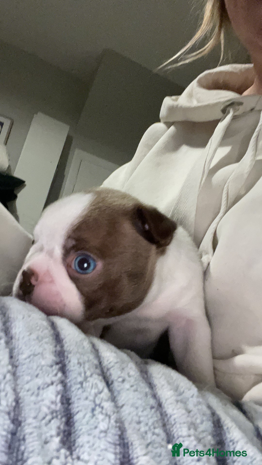 Boston Terrier dogs for sale: 1 brown boy Boston puppy available now  - Advert 5