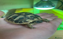 Hermann Tortoise reptiles for sale: Baby Hermann Tortoises 🐢🐢 - Image 2