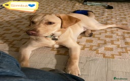 Labrador Retriever dogs for adoption: 💙🐶 SIMBA 🐶💙 - Image 2