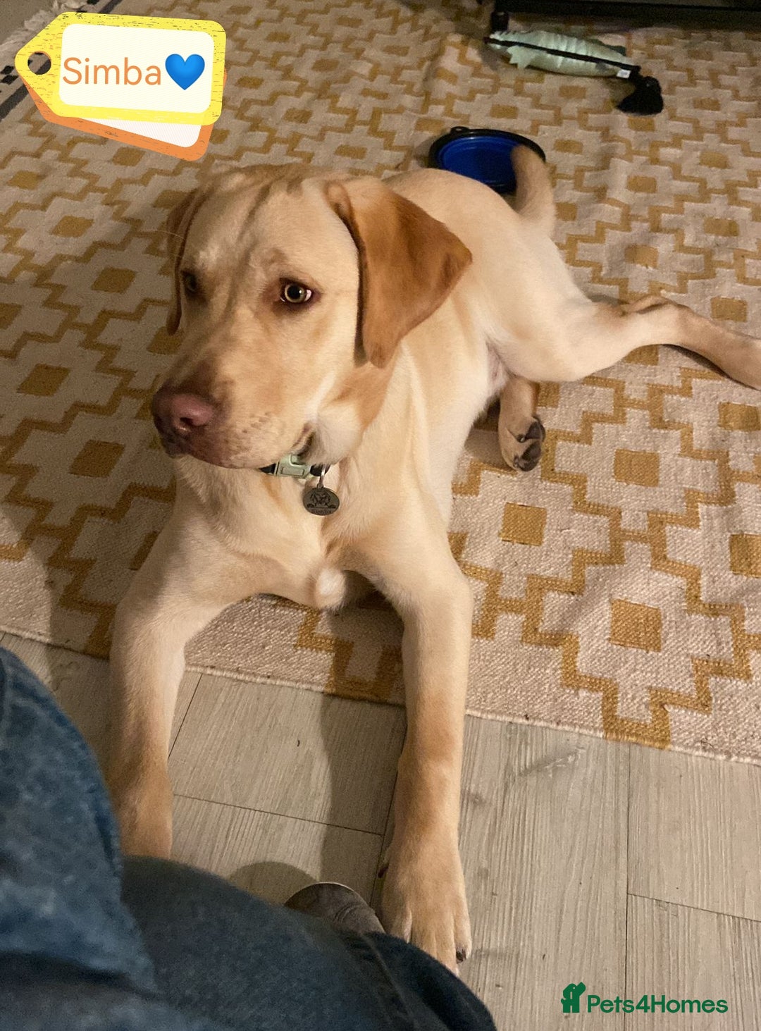 Labrador Retriever dogs for adoption: 💙🐶 SIMBA 🐶💙 - Image 2