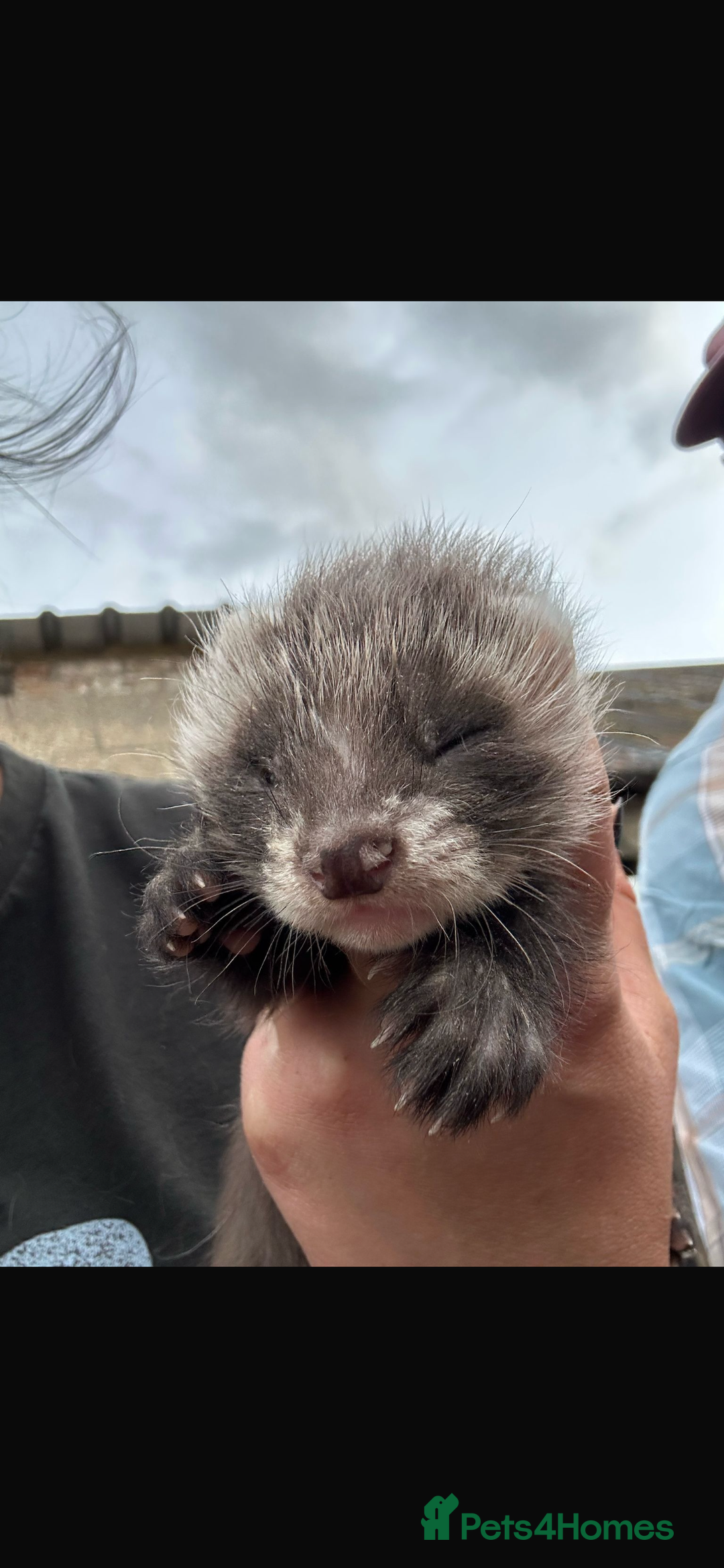 Ferret rodents for sale: Angora Polecat Kits - Image 2