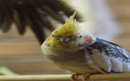 Cockatiels birds for sale: Young Cockatiels - Image 23