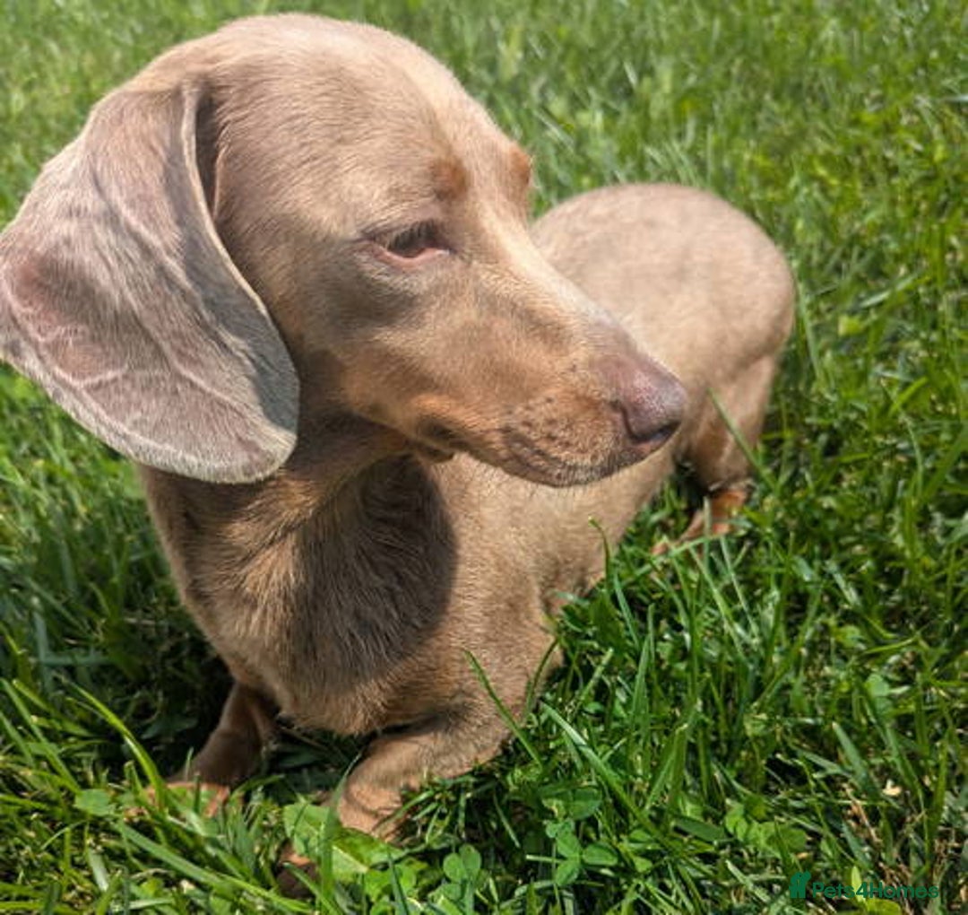 Miniature Dachshund dogs for sale: 🐾 Miniature Dachshunds – 3 Chocolate&Tan Girls🐾 - Image 10