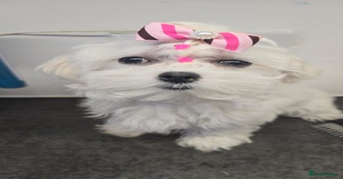 Maltese dogs - Advert 3