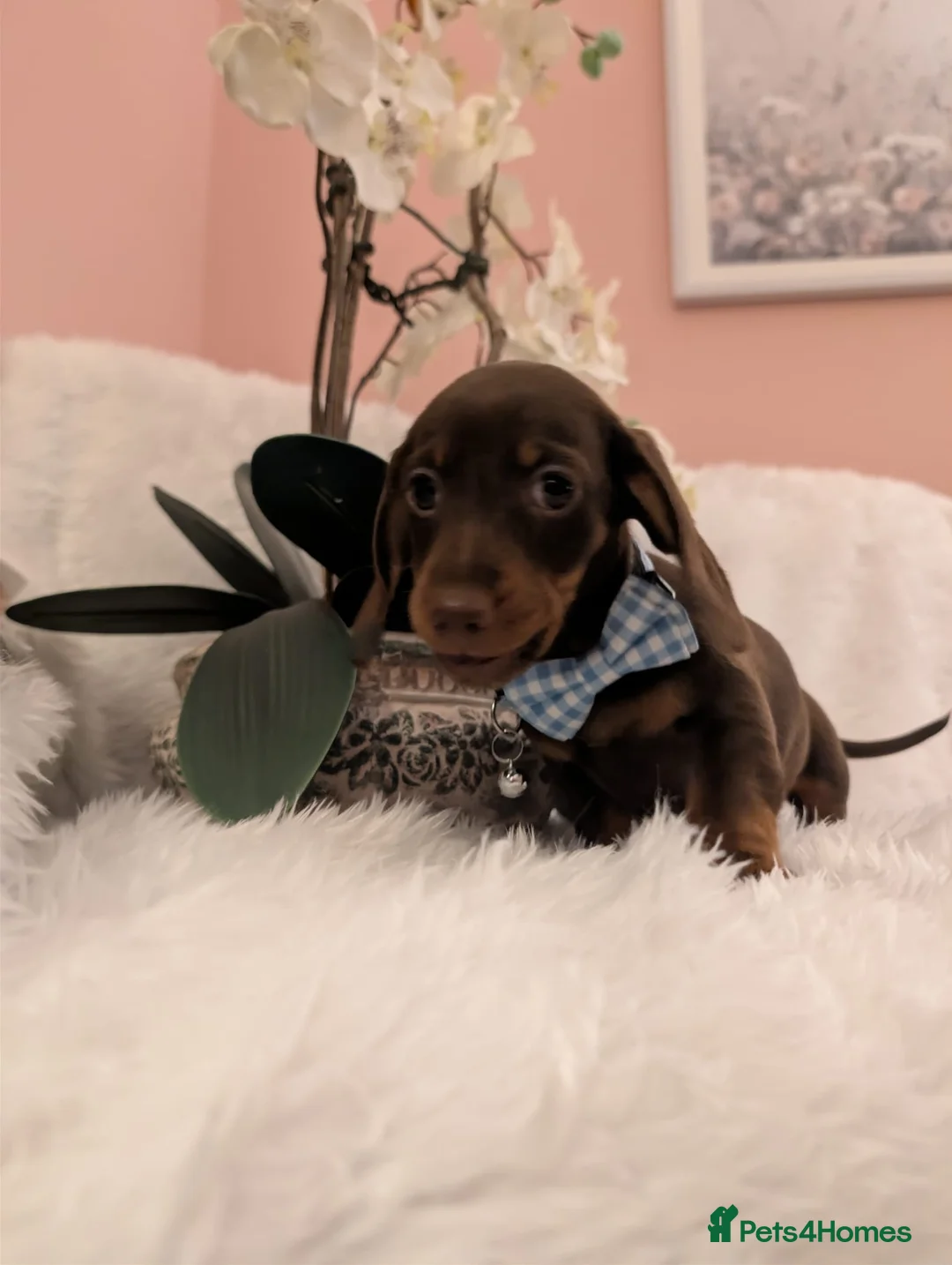 Miniature Dachshund dogs for sale: Miniature Dachshund Ready Now - Advert 15