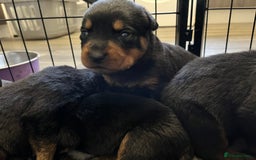 Rottweiler dogs for sale: 8 Beautiful, chunky Rottweiler pups  - Image 8
