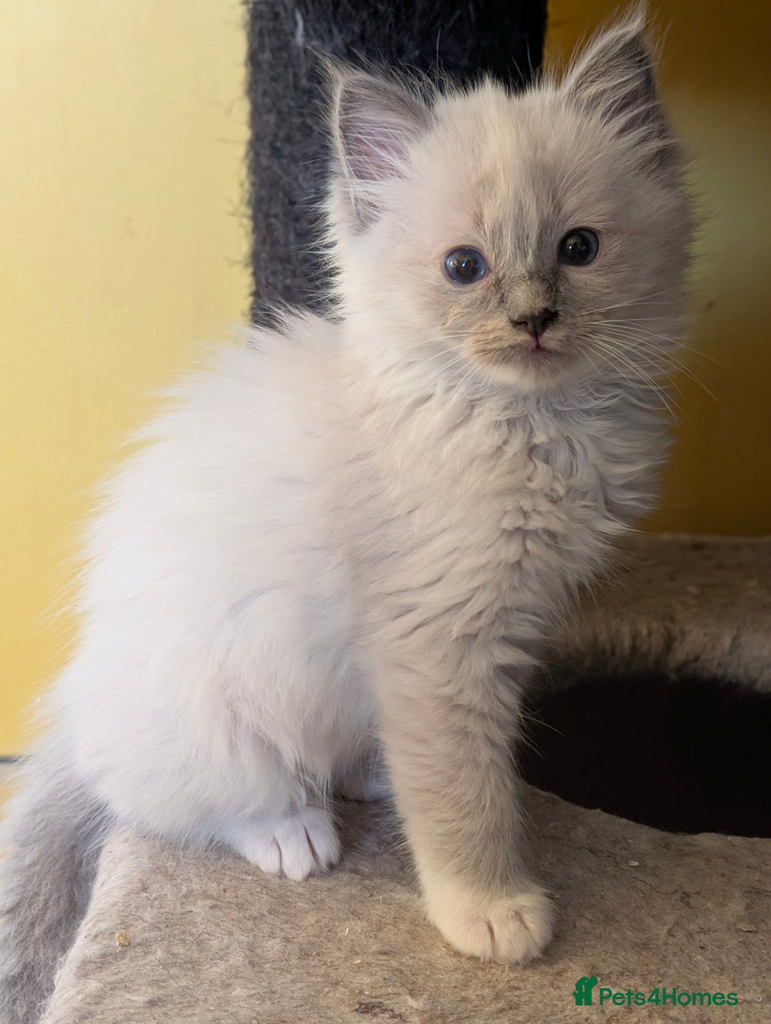 Ragdoll cats for sale: Gorgeous Ragdoll Kittens  - Advert 15