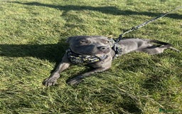 Staffordshire Bull Terrier dogs for stud: STUD pure bred blue Staffordshire bull terrier  - Image 8