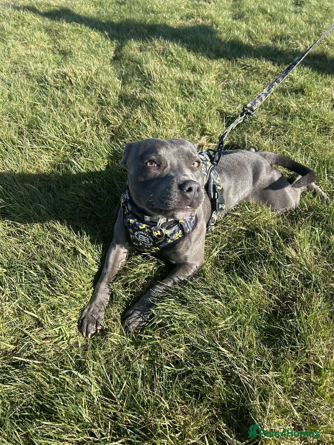 Staffordshire Bull Terrier dogs for stud: STUD pure bred blue Staffordshire bull terrier  - Image 8