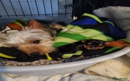 Yorkshire Terrier dogs for sale: 3 yorkshire terrier puppies - Image 7