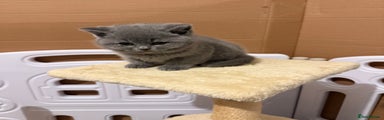 British Shorthair Kitten 4