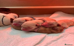 Labrador Retriever dogs for sale: Extensively health tested Labrador puppies - Image 16