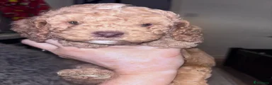 Cockapoo 3